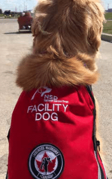 Facility-Dog-wwc-2
