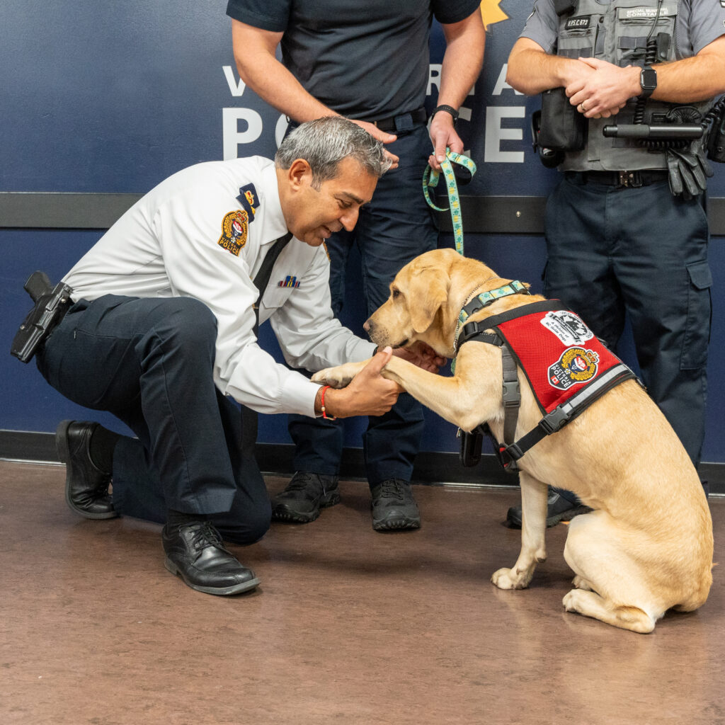 Facility Dog VICPD DAISY-6 (1) PTSD Service Dogs